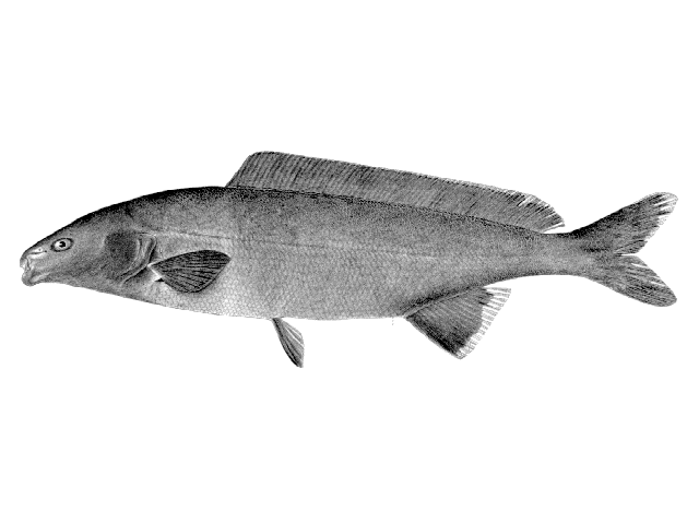 (Mormyrus) Род МОРМИРЫ, МОРМИРУСЫ 22 вида